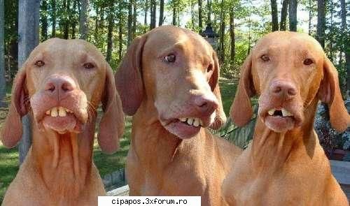 3 catzei dintzoshi - cipapos - poze funny