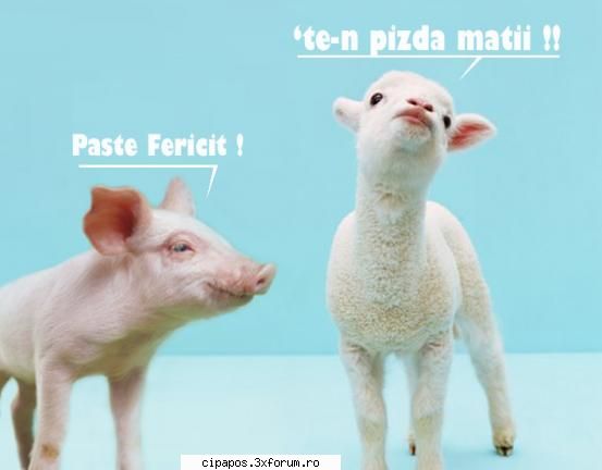 tin cu STEAUA BUCURESTI ! ! ! ! ! - normal ca tin cu - cu ce echipa tineti?